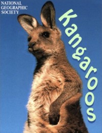 Image of Animal safari: Kangaroos