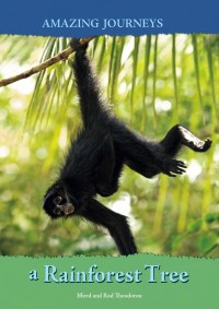 Image of Up a rainforest tree